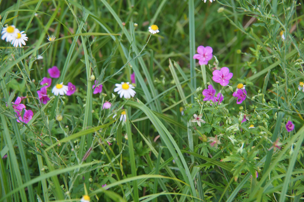 秋を感じさせる箱根湿生花園です　まだまだ多くの花が迎えてくれます